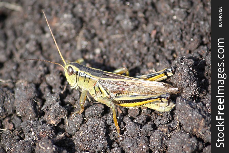 A content grasshopper on the ground.