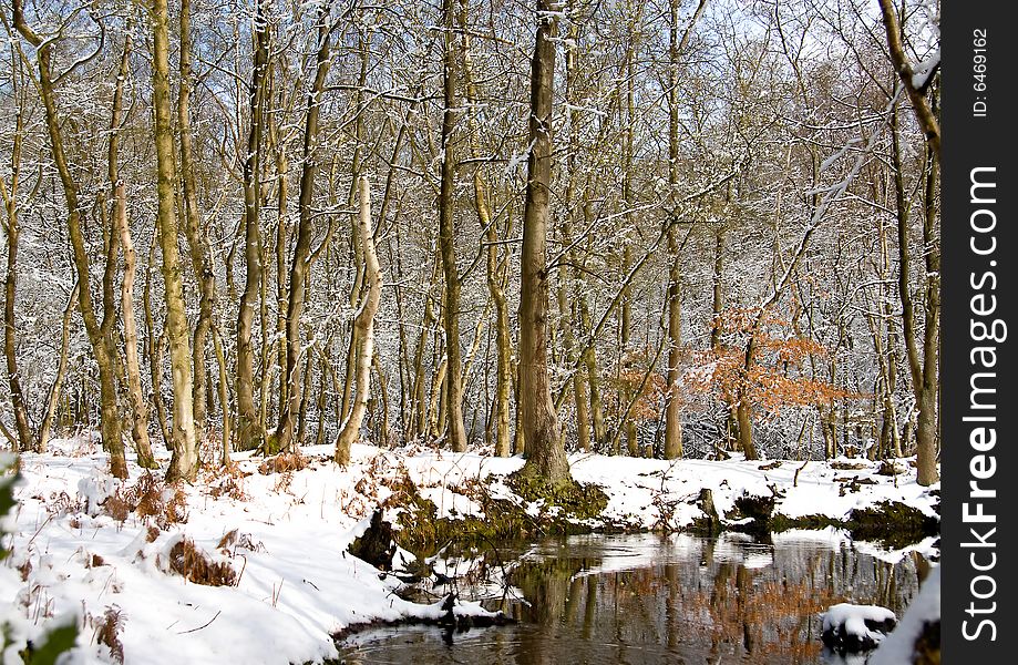 Winter woodlands near the lake, landscape. Winter woodlands near the lake, landscape