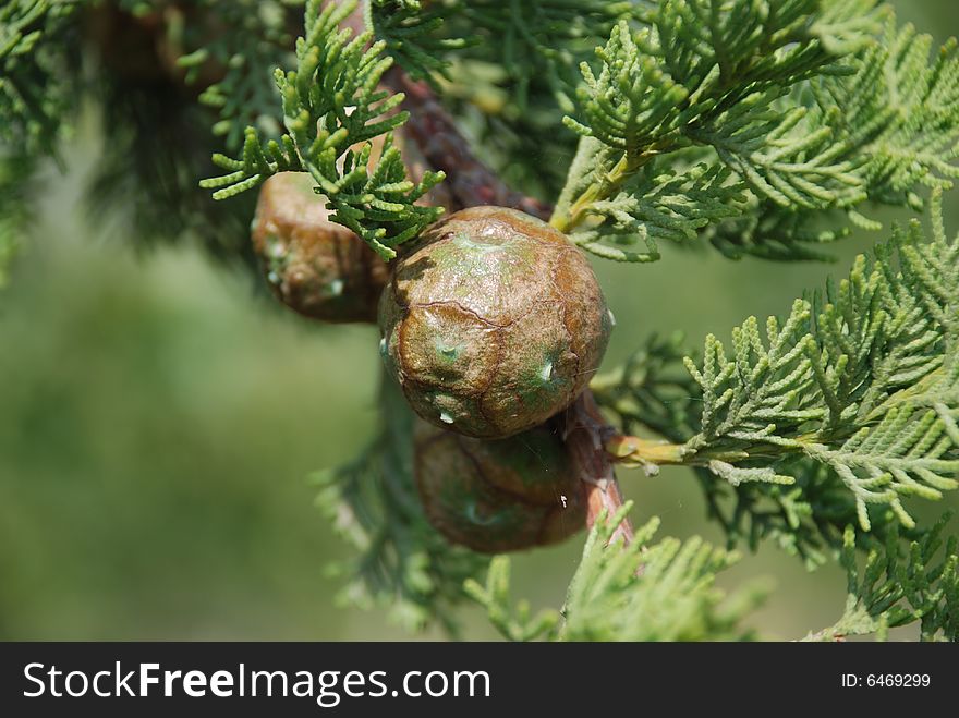 The conifers on cypress tree. The conifers on cypress tree