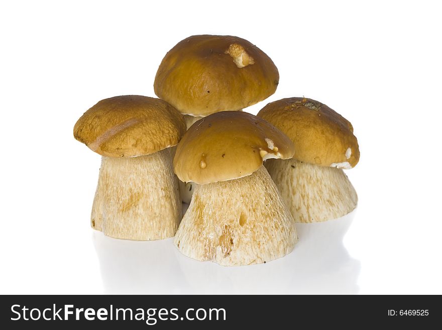 It is a lot of ceps on a white background. It is a lot of ceps on a white background