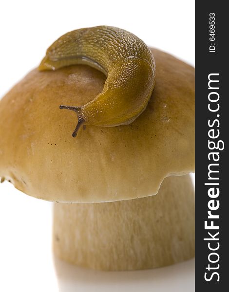 The snail creeps on a cep hat. The snail creeps on a cep hat