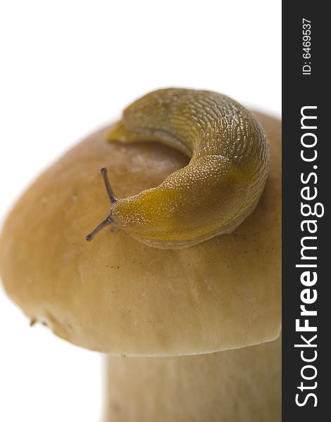 The snail creeps on a cep hat. The snail creeps on a cep hat