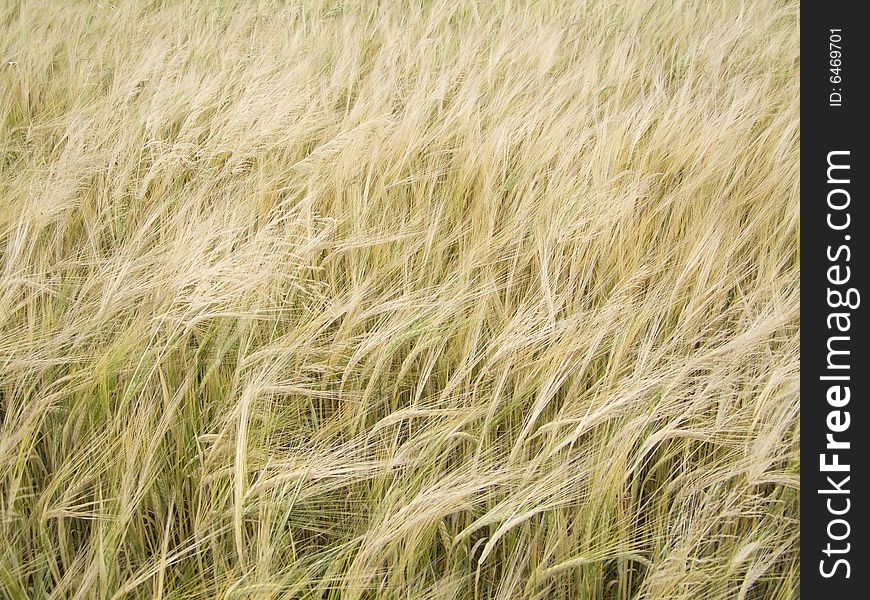 Close-up of a barley field - outdoor shot. Close-up of a barley field - outdoor shot