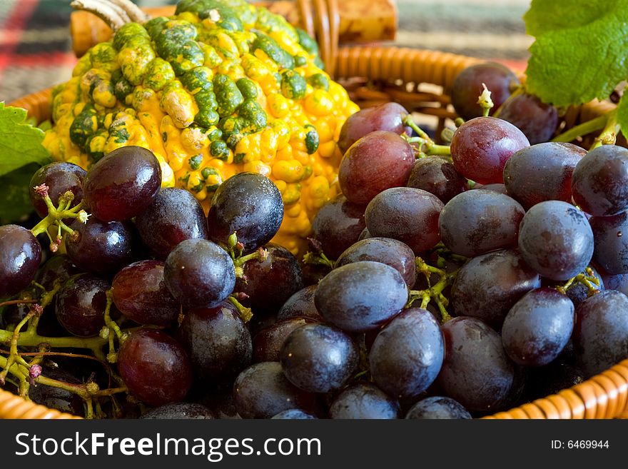 Rare type of mini pumpkin on wood basket with grapes
