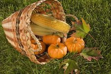 Harvest Basket Royalty Free Stock Photo Harvest Basket Royalty Free Stock Photo
