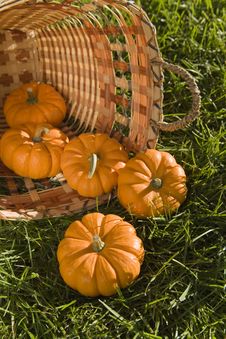 Mini Pumpkins In Basket Royalty Free Stock Images Mini Pumpkins In Basket Royalty Free Stock Images