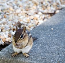 Eastern Chipmunk Stock Photo Eastern Chipmunk Stock Photo