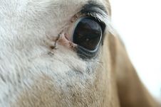 Equine Eye Study - Paint Horse Royalty Free Stock Photography Equine Eye Study - Paint Horse Royalty Free Stock Photography