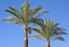 Date Palm Leaves Stock Image Date Palm Leaves Stock Image