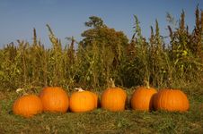 Pumpkins In A Row Stock Photography Pumpkins In A Row Stock Photography