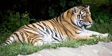 Amur Tiger 10 Stock Images Amur Tiger 10 Stock Images