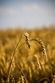 Head Of Wheat Royalty Free Stock Photos Head Of Wheat Royalty Free Stock Photos