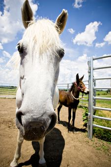 Horse And Colt Royalty Free Stock Photography
