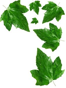 Green Leafs Royalty Free Stock Image Green Leafs Royalty Free Stock Image