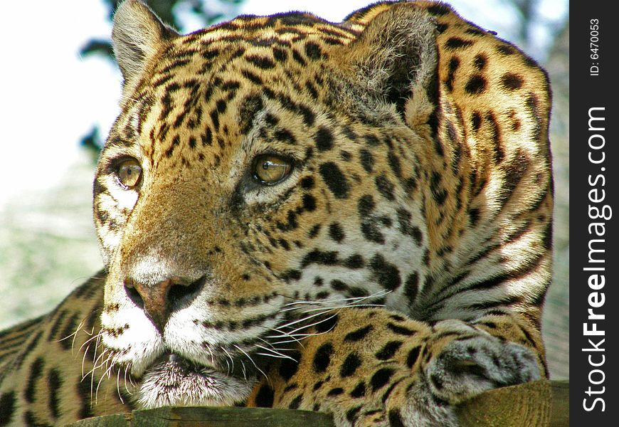 A female jaguar's resting with a dreamy look.
. A female jaguar's resting with a dreamy look.