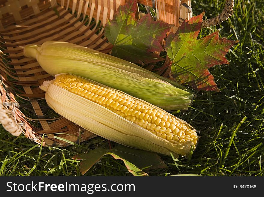 Fresh corn in cobs in a basket with maple leaves