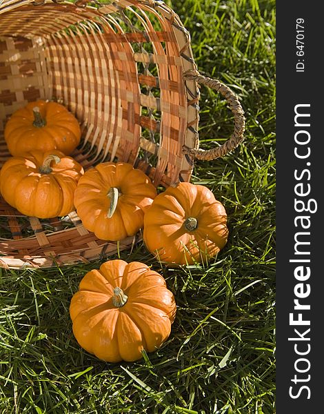 Colorful mini pumpkins in a basket. Colorful mini pumpkins in a basket