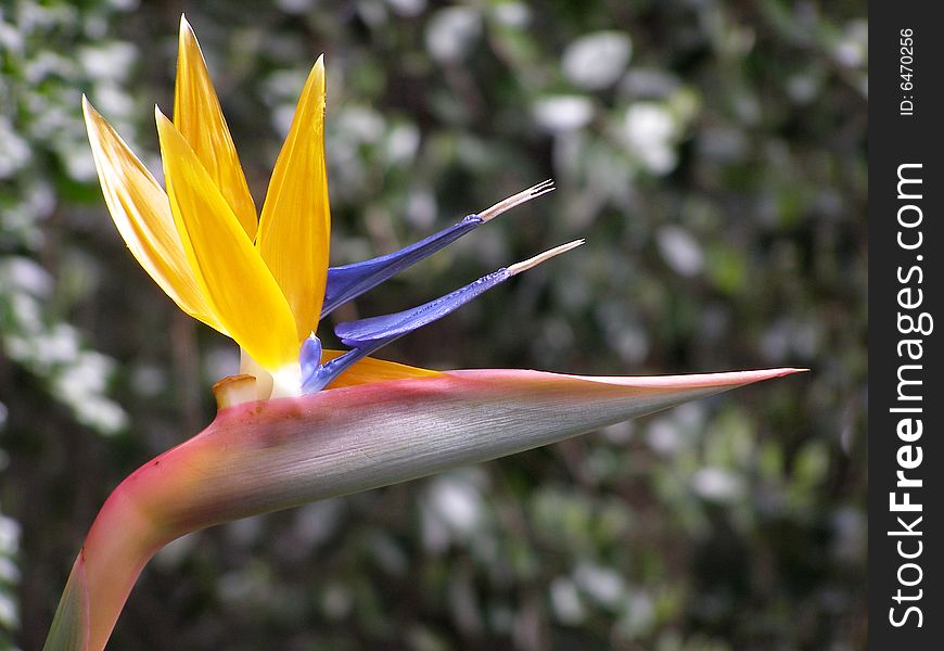 Bird Of Paradise