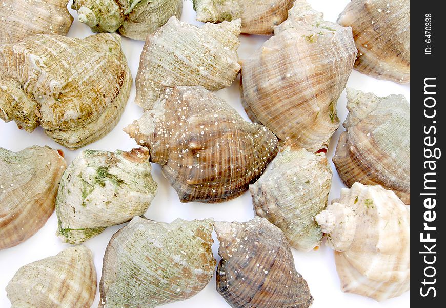 Sea bowls on a white background