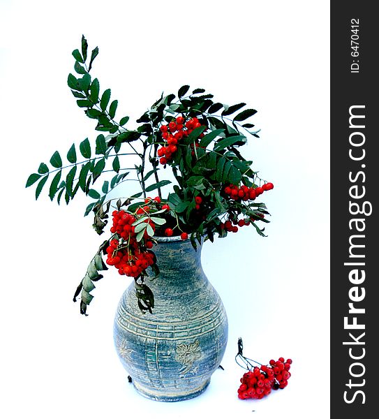 Ash-berry branches in the blue clay vase. Ash-berry branches in the blue clay vase