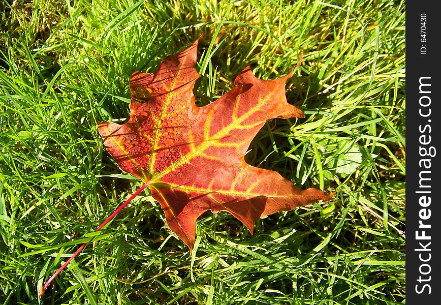 The red maple leave on green grass. The red maple leave on green grass