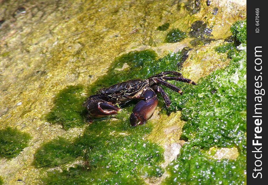 Black Crab on Sea Weed and Rocks