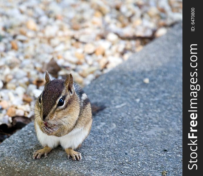 Sweet Eastern Chipmunk sitting on a concrete ledge with pea gravel. Appears to be cleaning his face and / or front paws. Photographed in a backyard in Virginia, USA.