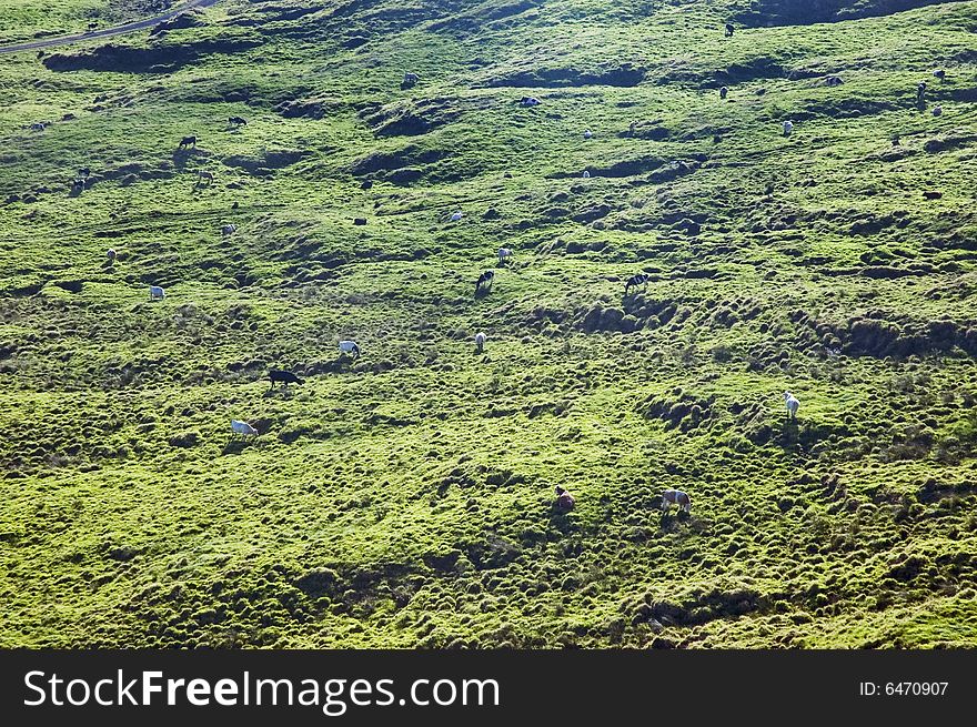 Cows grazing free in a green pasture landscape of Pico island, Azores, Portugal. Cows grazing free in a green pasture landscape of Pico island, Azores, Portugal