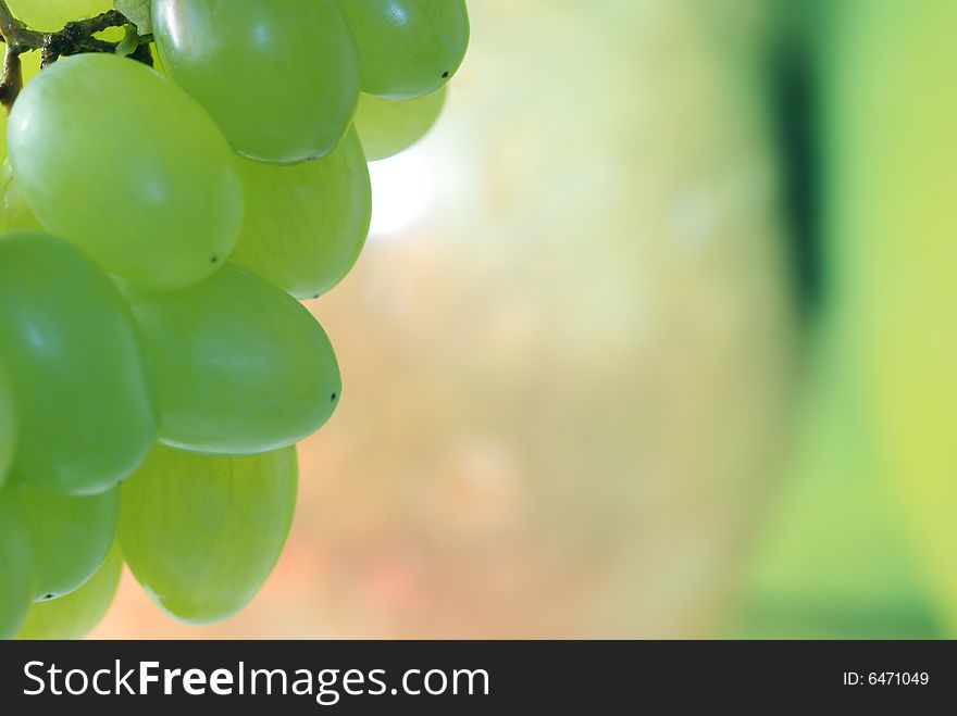 Fresh green grapes with blurred background for using as copy space. Fresh green grapes with blurred background for using as copy space