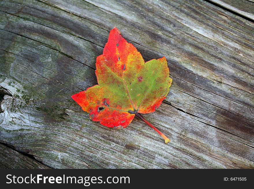 A single leaf with fall colors on a wood textured background. A single leaf with fall colors on a wood textured background.