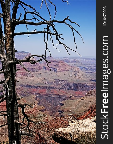 Dry tree on Grand Canyon
