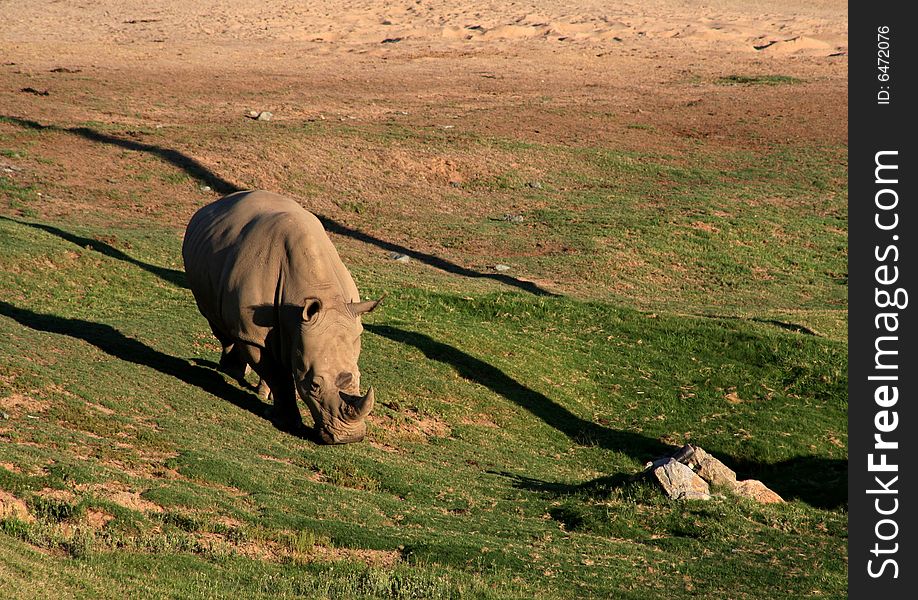 Rhinocrus grazing in an open field. Rhinocrus grazing in an open field.