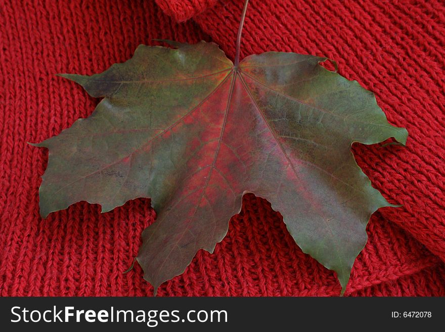 Maple-leaf on the knitted red scarf.autumn fashion. Maple-leaf on the knitted red scarf.autumn fashion