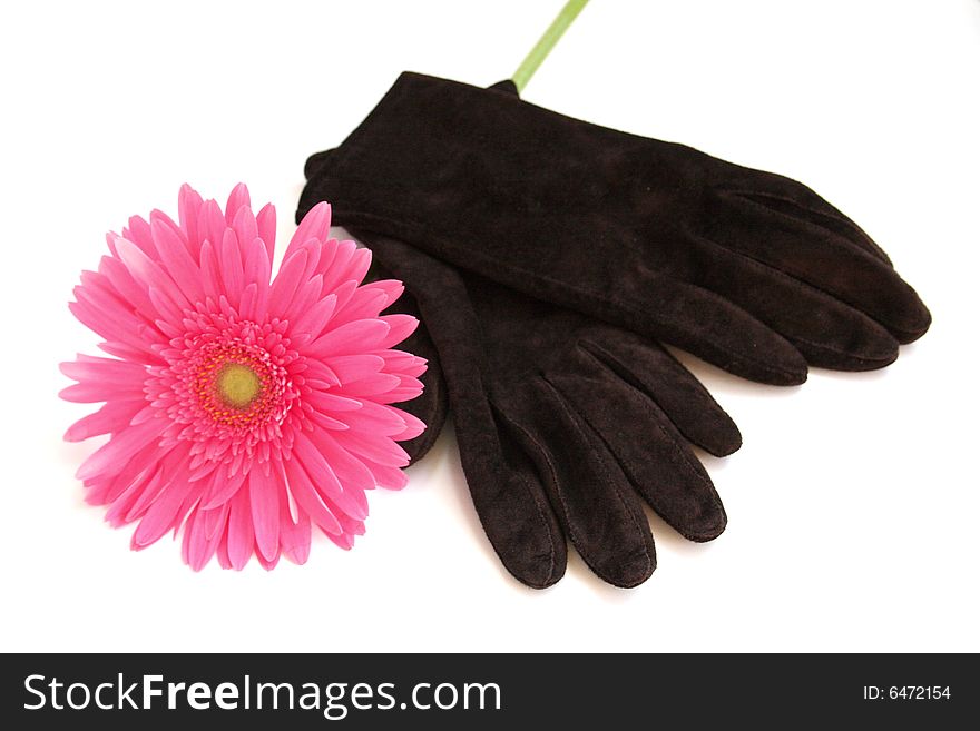 Pink gerbera and  gloves on a white background. Pink gerbera and  gloves on a white background