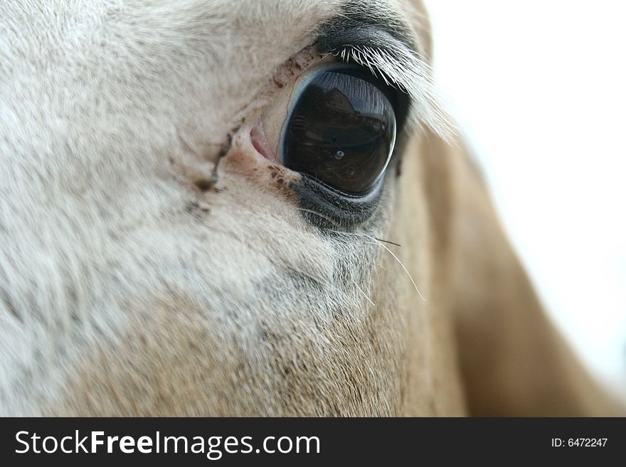 Equine eye study, horse portrayed here is a paint horse, who has a palomino and white face, the base colors of the skin are represented, giving the horse white eyelashes. Equine eye study, horse portrayed here is a paint horse, who has a palomino and white face, the base colors of the skin are represented, giving the horse white eyelashes