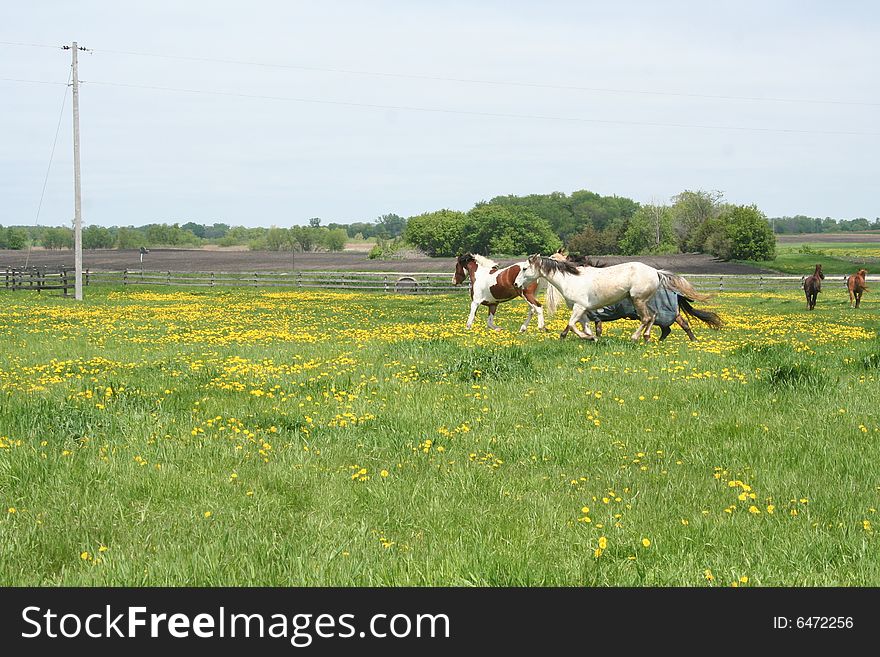 Paint and Quarter Horse running in dandelion filled pasture in Minnesota. Paint and Quarter Horse running in dandelion filled pasture in Minnesota
