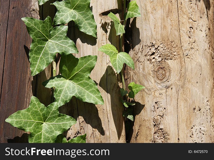 Ivy against a background of wooden logs. Ivy against a background of wooden logs.