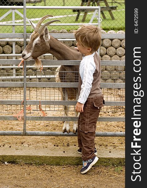 A four year old boy stroking a billy goat on a petting farm. A four year old boy stroking a billy goat on a petting farm.