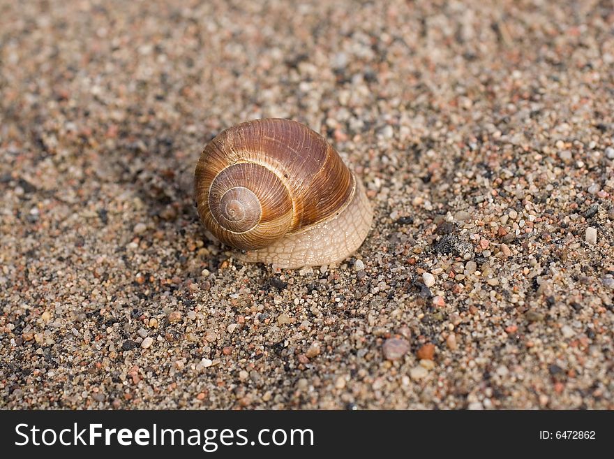 Close up to snail on sand