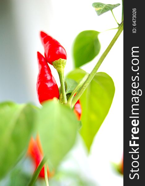 Cayenne (capsicum) plant - red peppers and green blurred background. Cayenne (capsicum) plant - red peppers and green blurred background.