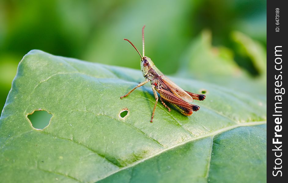 Grasshopper sitting on a green leaf