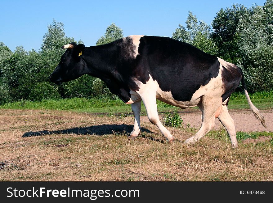 Cow in green field under sky. Cow in green field under sky