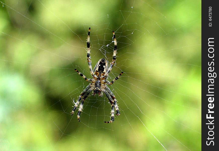 This spider is taken in my garden. This spider is taken in my garden