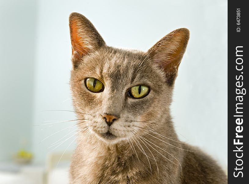 Gray cat with green eyes