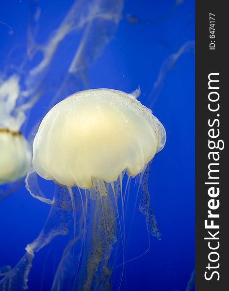 Jelly Fish swimming in an aquarium