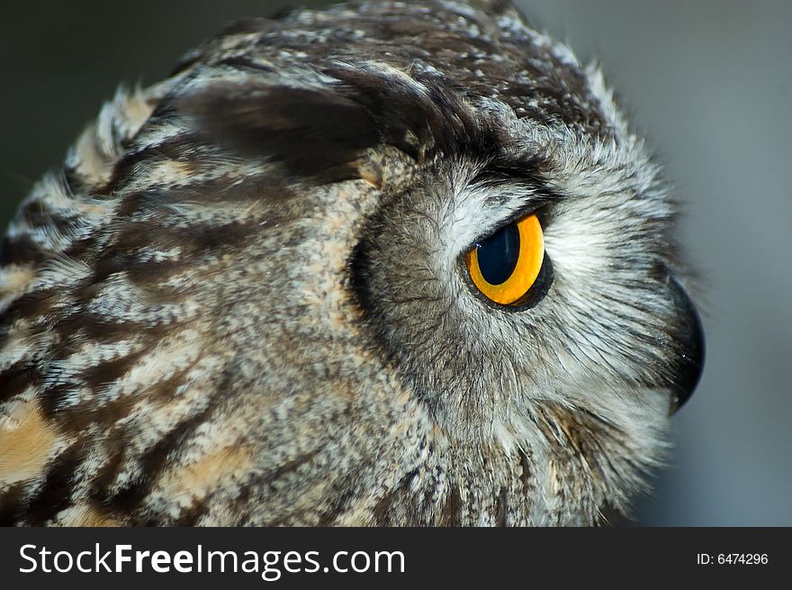 Close up of owl - profile of head. Close up of owl - profile of head