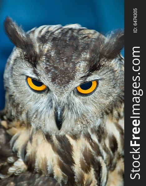 Close Up Owl