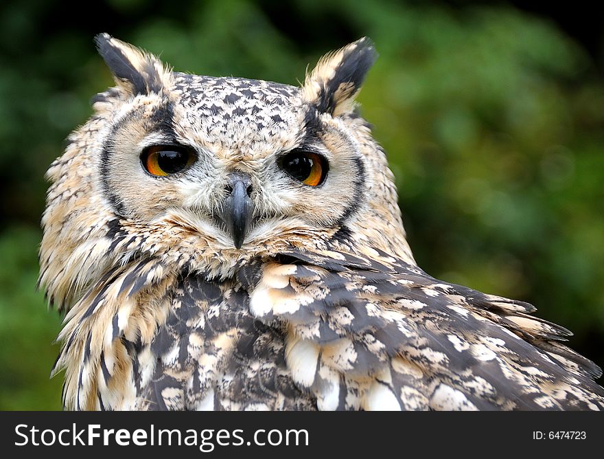 Close up image of Eagle Owl with out of focus background.