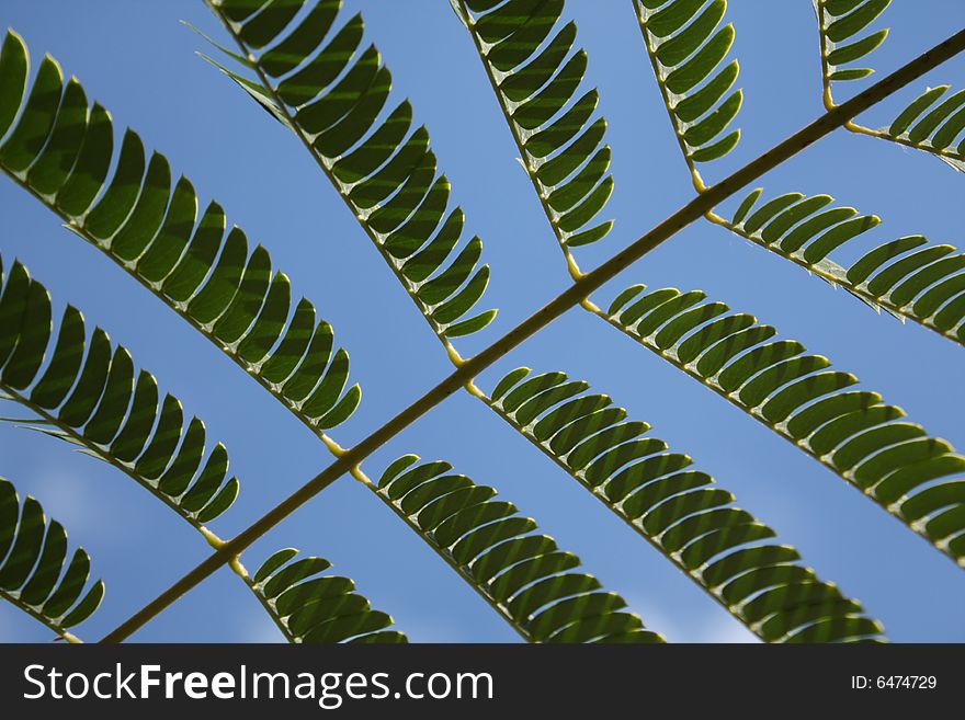Acacia Leaves