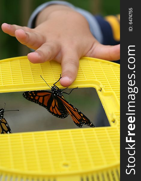 Monarch butterfly emerging from a yellow cage while a small child helps